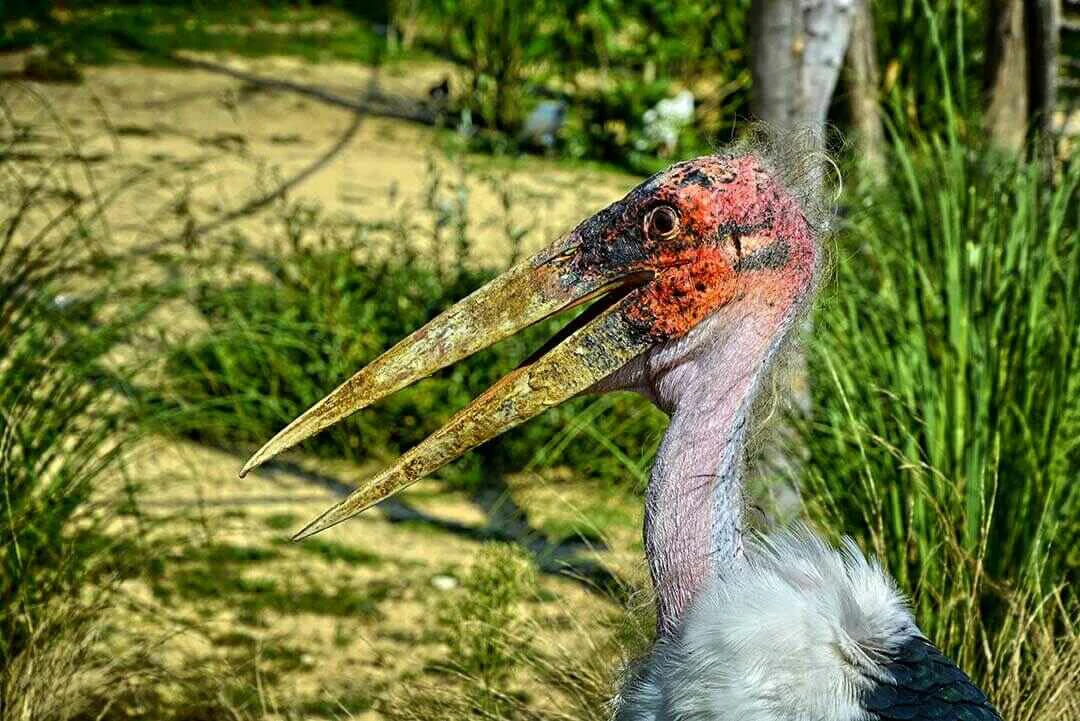 Marabou Stork